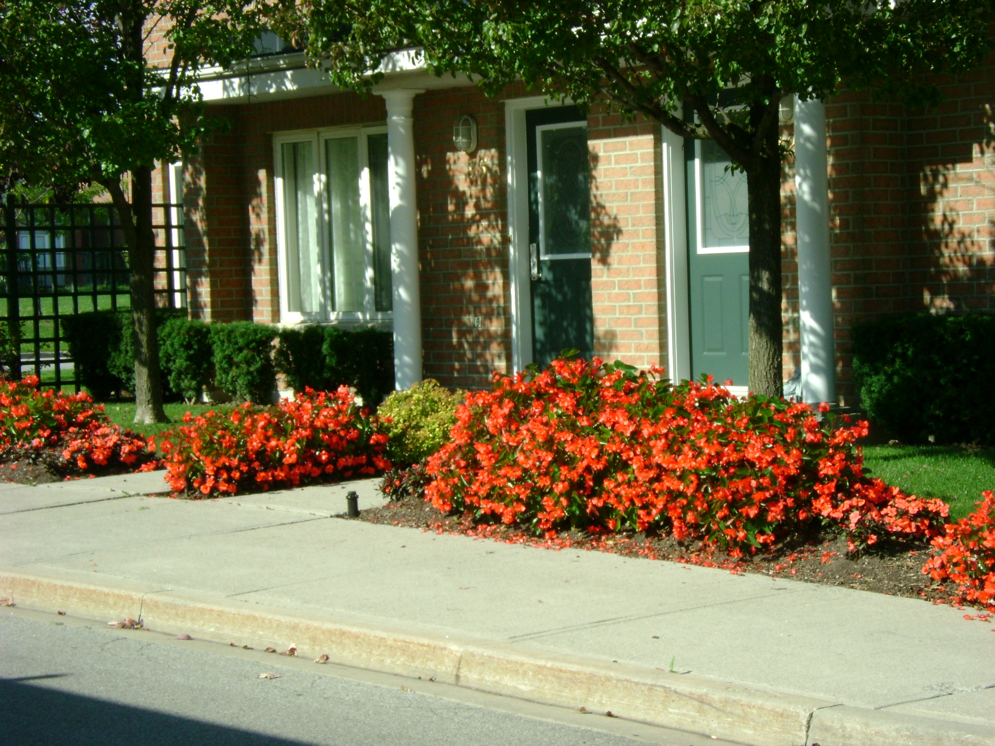 PLENTY OF FLOWERS